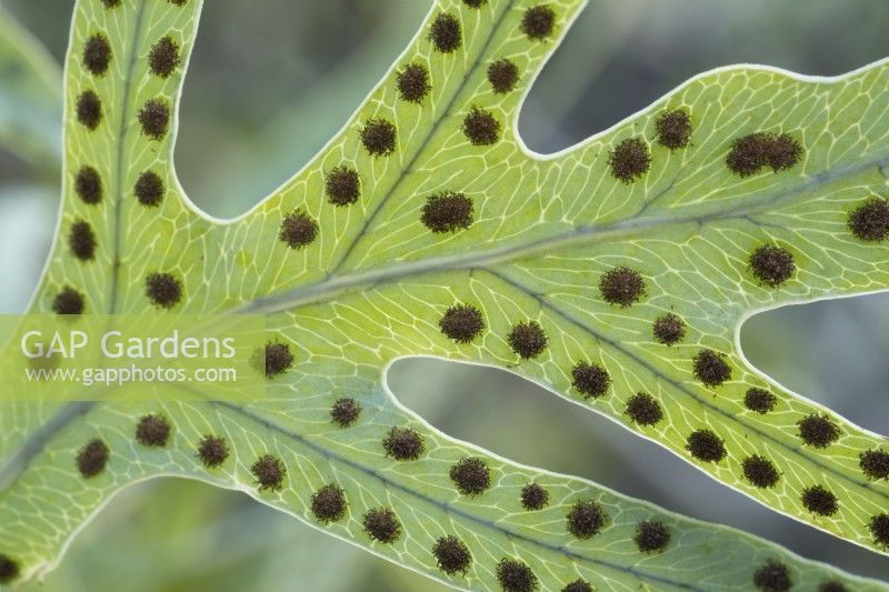 Phlebodium aureum - Golden polypody fern spores