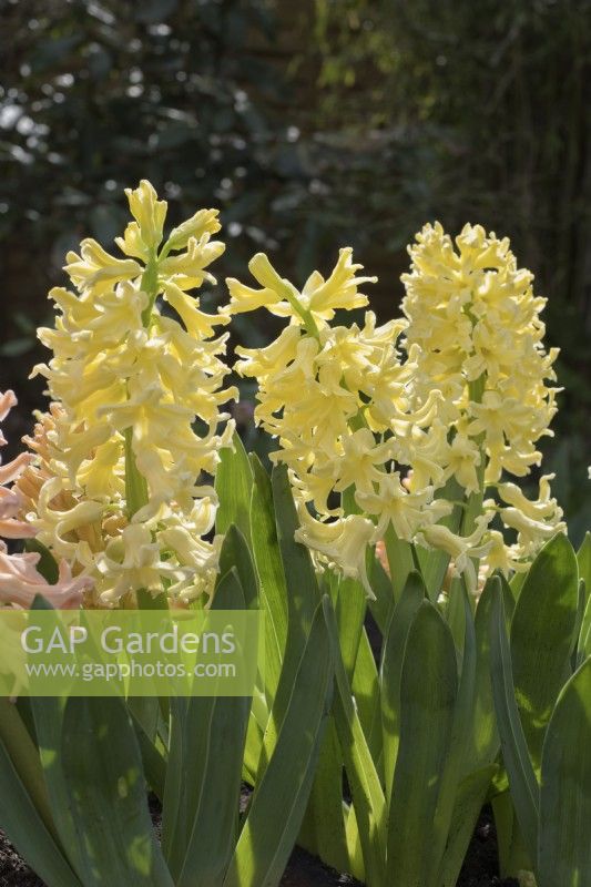 Hyacinth Gypsy Queen and Yellow Queen