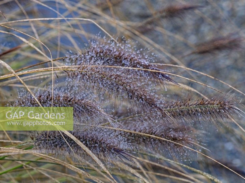Pennisetum alopecuroides - Fountain grass with dew drops on the flower heads winter January