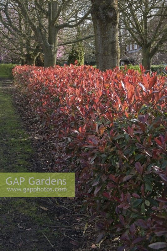 Garden hedge of Photinia 'Red Robin'
