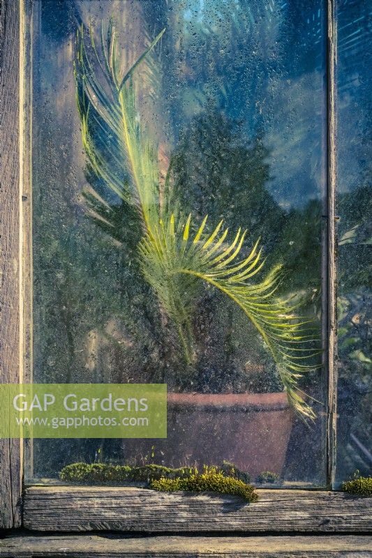 Young potted Cycas revoluta through old greenhouse window