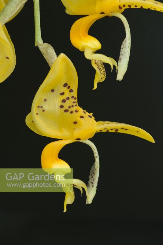 Stanhopea jenischiana. Close up of scented orchid flowers in July