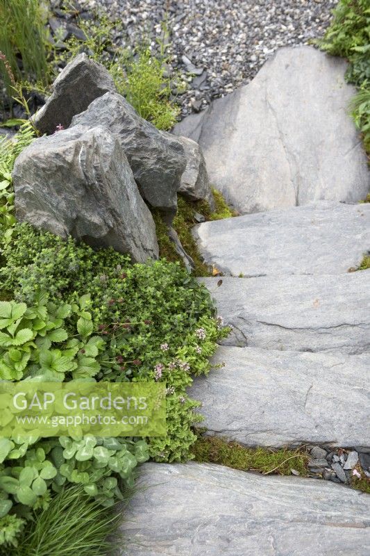 Large mica quartzite rock stone steps with gravel path and Trifolium pratense, Fragaria vesca - Wild Strawberry.