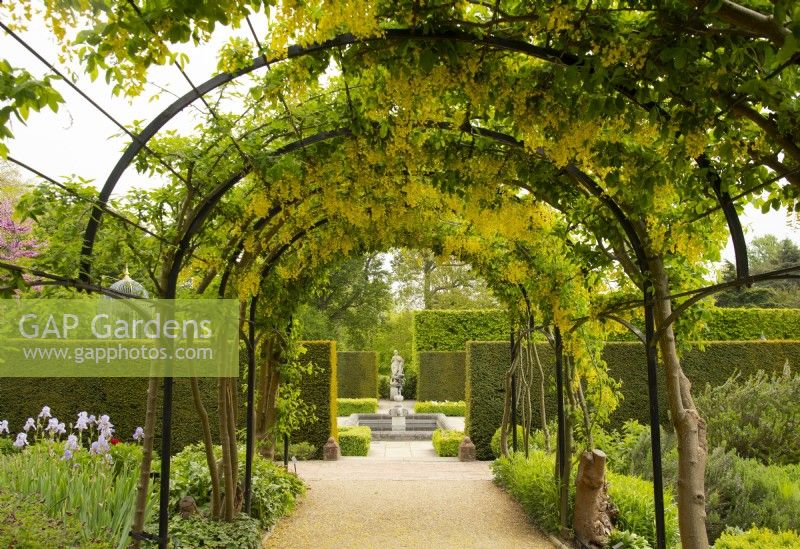 An arched pergola and walkway covered with Laburnum anagyroides - Common Laburnum in the Queen's Garden at Kew Gardens