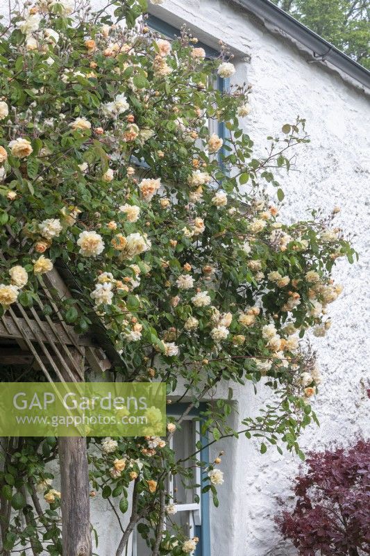 Rosa 'Buff Beauty' grows around the door of an ancient cottage