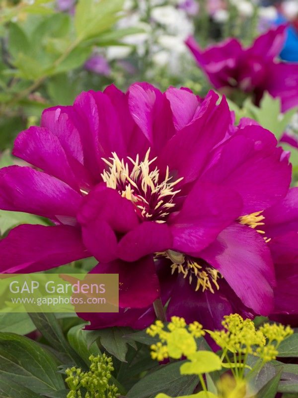 Paeonia intersectional 'Morning Lilac'