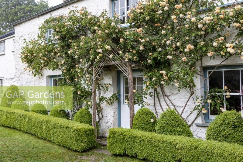 Rosa 'Buff Beauty' grows around the door of an ancient cottage, Box hedging and topiary spheres beneath