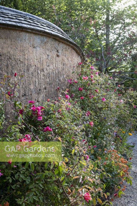 A 'cob' wall behind a summer border with Rosa Ã— odorata 'Mutabilis', Aquilegias and other summer flowers