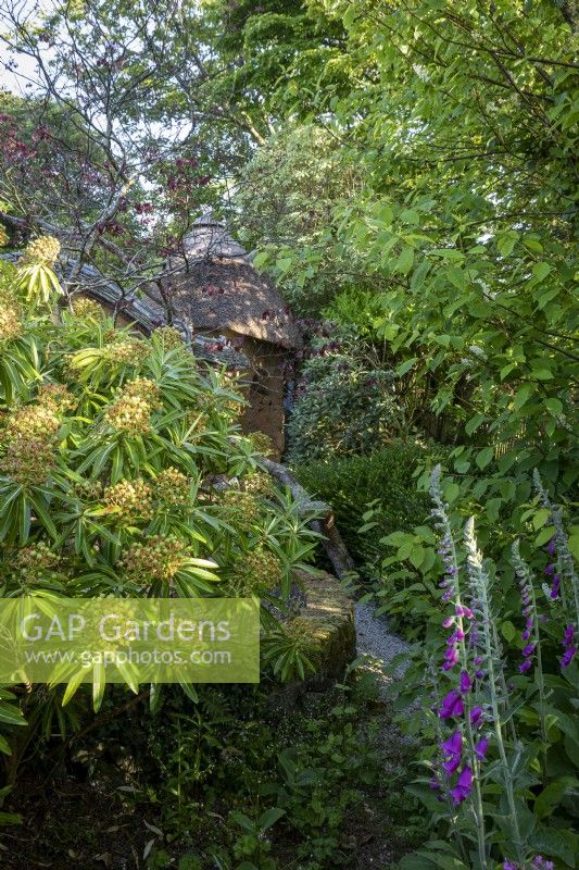 Euphorbia mellifera and Foxgloves in romantic summer garden