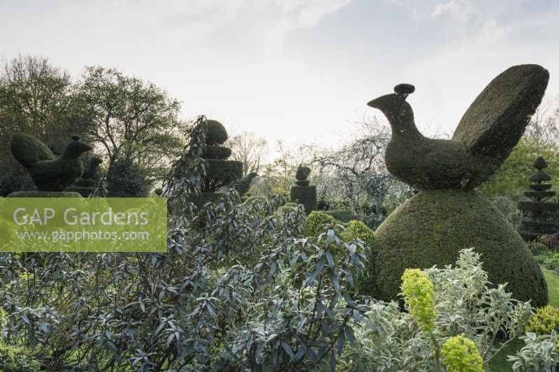 Topiary in yew at Balmoral Cottage, Kent in April created by Charlotte Molesworth.