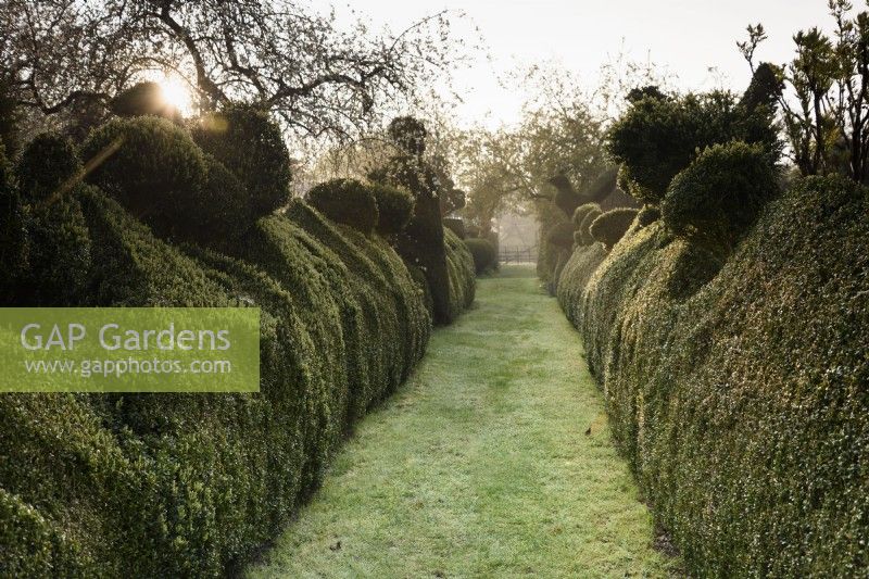 Grassy path between topiary hedges in yew and box at Balmoral Cottage, Kent in April.