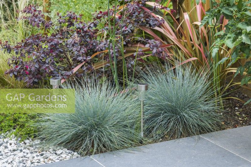Mixed foliage border with Loropetalum chinensis Fire Dance - Chinese Witch Hazel, Festuca glauca and phormium. July