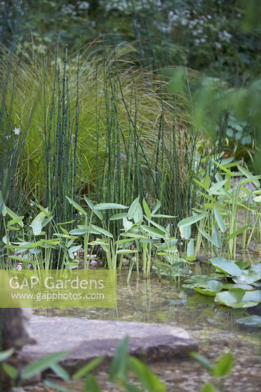 Waterside and aquatic plants. Equisetum hyemale, Thalia dealbalta and Water Lily - Nymphaeaceae sp.