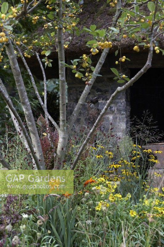 The Blue Diamond Forge Garden. Thatched hut with stone walls. Planting includes Crab-apple Malus 'Wintergold', Helenium 'September Gold', Melica altissima, Rudbeckia deamii and Crocosmia 'George Davison'. Designers: The Blue Diamond Team. Chelsea Flower Show 2021. 