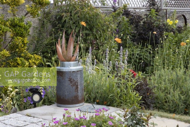 An old washing machine drum has been repurposed into a container to grow a red aloe vera plant. Gleam Tor NGS garden. July. Summer. 