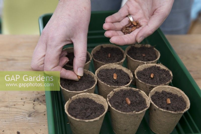 Sowing Bean 'Purple TeePee' in compostable pots