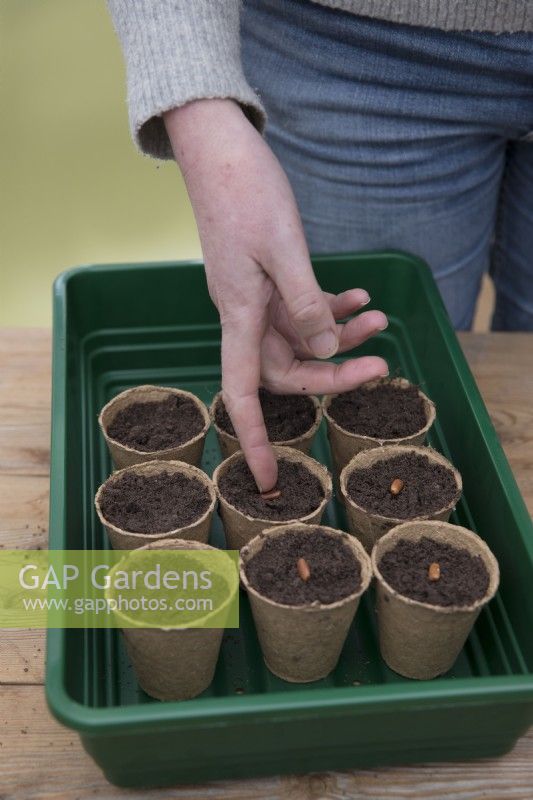 Sowing Bean 'Purple TeePee' in compostable pots