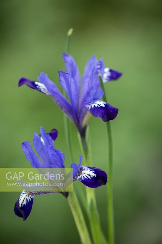 Iris reticulata 'Fabiola'
