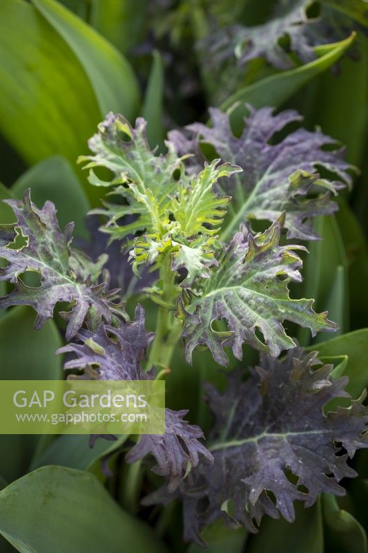 Kale KX1 as a pot topper with emerging tulip foliage
