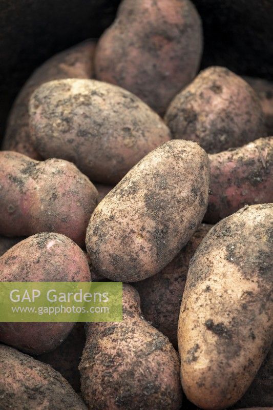 Potato 'Sarpo Axona' - Solanum tuberosum - in a colander