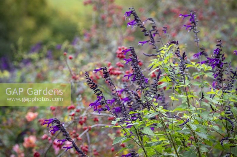 Salvia 'Amistad' with the hips of Rosa rubrifolia syn. R. glauca