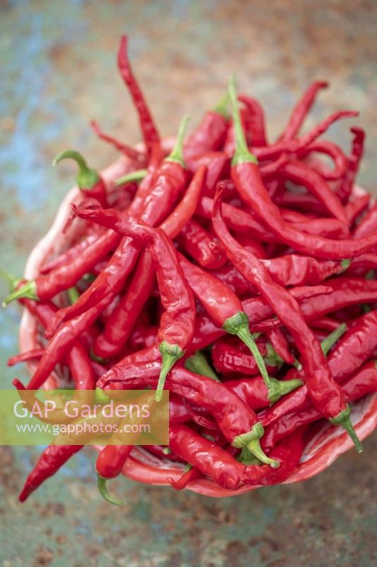Capsicum annuum 'Hot Cayenne' - Chilli pepper