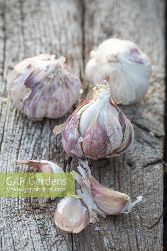 Allium sativum 'Early Purple Wight' - Garlic