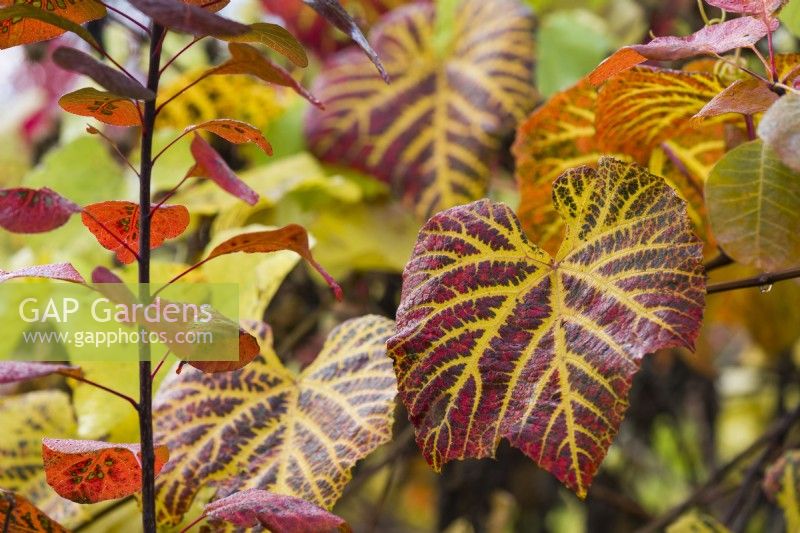 Vitis coignetiae - crimson glory vine and cotinus. Autumn foliage. November