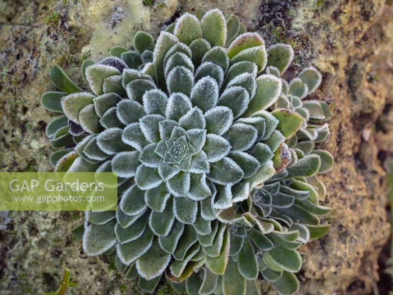 Aeonium tabuliforme  flat-topped aeonium,  saucer plant covered in frost