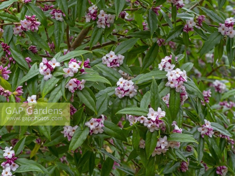 Daphne bholua 'Jacqueline Postill' fragrant winter flowering shrub mid February Norfolk
