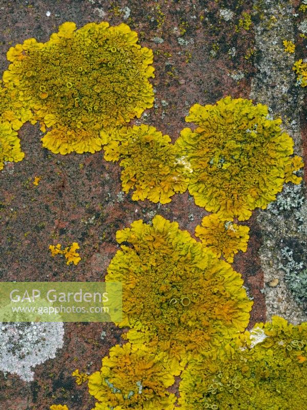 Xanthoria parietina  common orange lichen, yellow scale, maritime sunburst lichen or shore lichen.