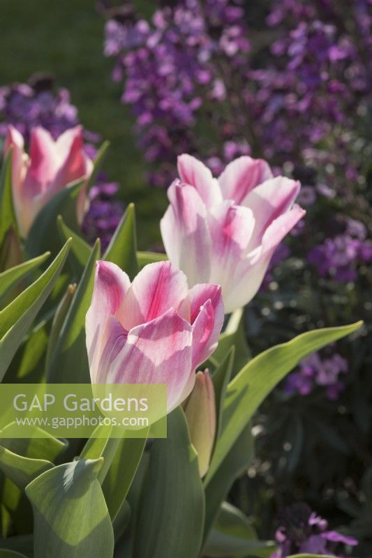 Tulipa 'Whispering dream' with Erysium 'Bowles Mauve' behind