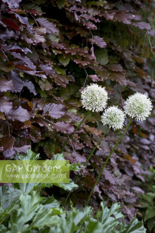 White alliums against copper beech hedge
Fagus sylvatica Purpurea