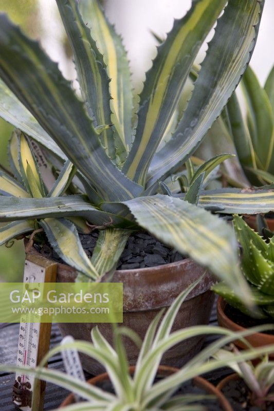 Agave collection overwintering in greenhouse
Agave americana 'Striata'
