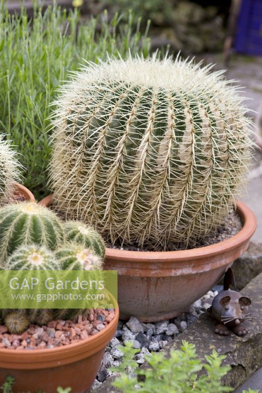 Large cacti in terracotta pots in garden
