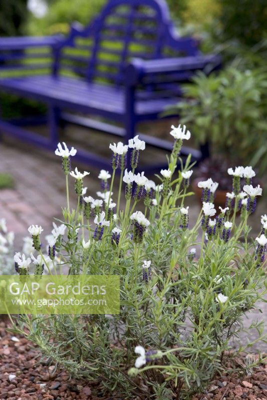 White lavandula stoechas, French Lavender growing in gravel garden in front of purple garden bench