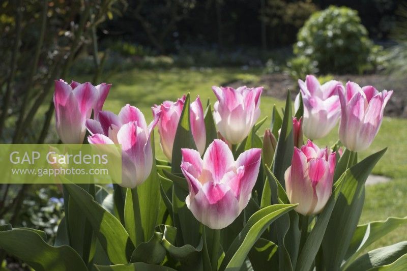 Tulipa 'Whispering dream'