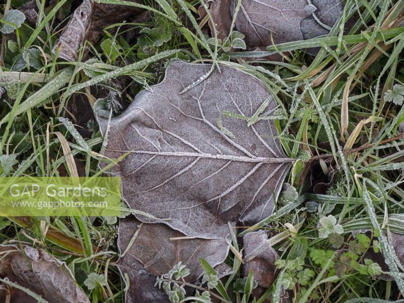 Tulip tree Liriodendron tulipifera  fallen leaves frosted in Winter