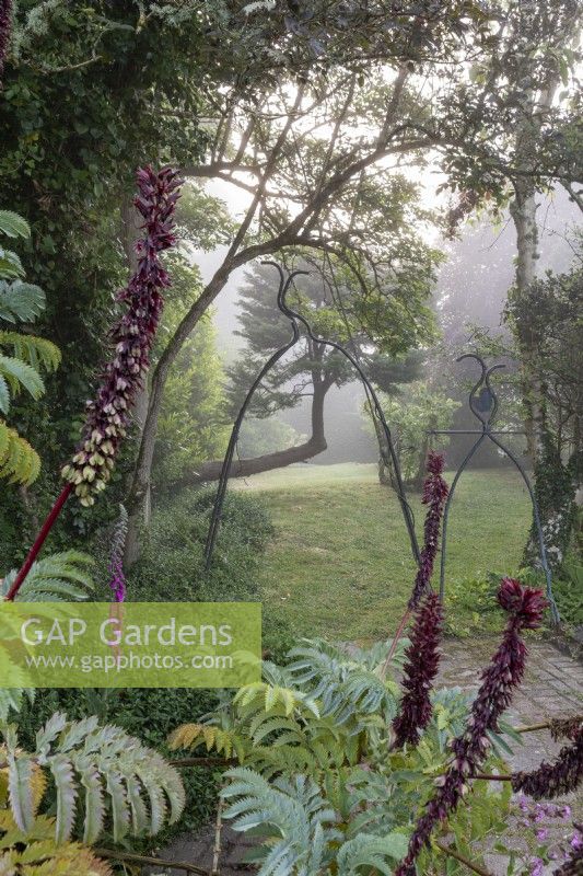 Metal garden ornament made by Louise McClary and Melianthus major, the honey flower, in misty morning summer garden. 