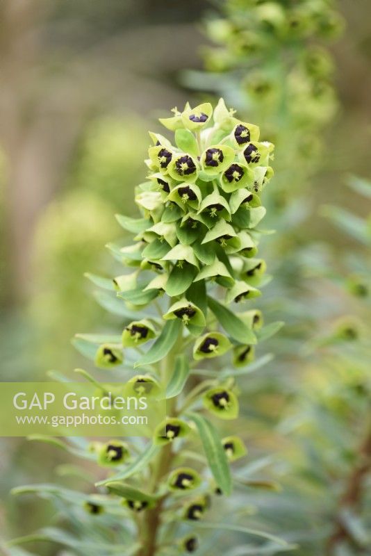 Euphorbia characias 'Black Pearl' in April
