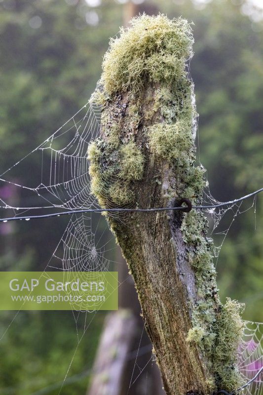 Cobwebs festoon lichen covered tree stump 