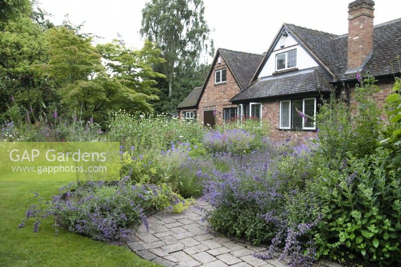 View along path lined with nepeta to the back of North Cottage, Whittington, Staffordshire - July