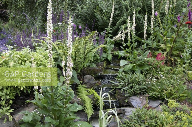 Verbascum olympicum amongst planting around water cascade at North Cottage, Whittington, Staffordshire - July