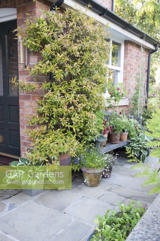 Pots on a patio and a Pyracantha trained on a house wall