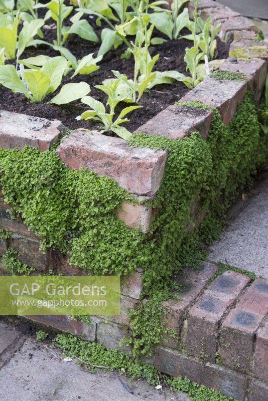 Detail of raised brick bed and step planted with Nicotinia and Soleirolia soleirolii growing in cracks 