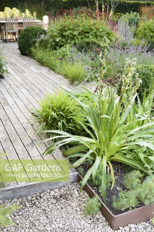 Decking framed by steel edged borders planted with Eryngium agavifolium, herbaceous perennials and grasses at College Barn, Somerset in July