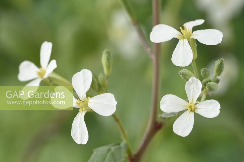 Raphanus sativus  Radish flowers and buds on plant that has bolted  July