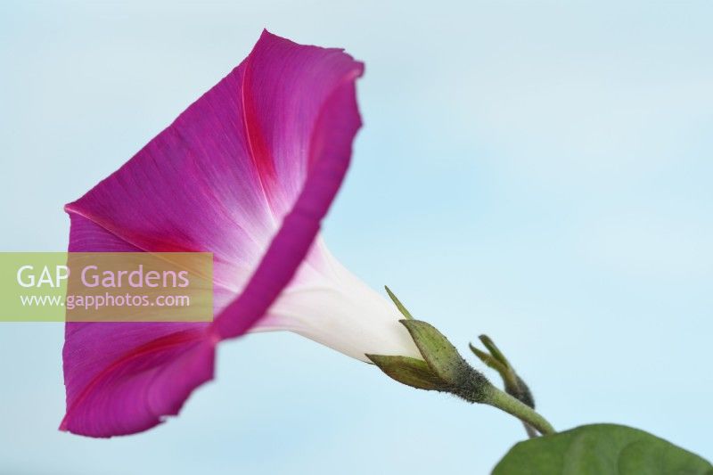 Ipomoea  'Party Dress'  Morning Glory  July
