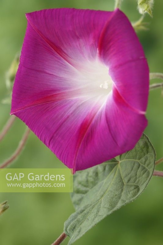Ipomoea  'Party Dress'  Morning Glory  July

