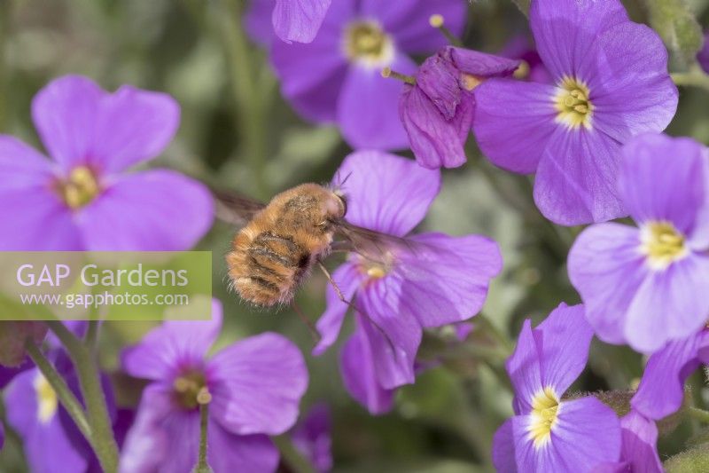 Bombylius major - Dark-Edged Bee Fly feeding from  Aubretia flowers